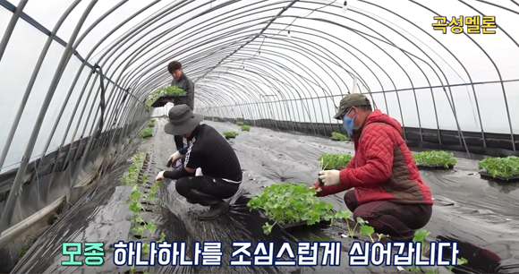 모종 심는 모습